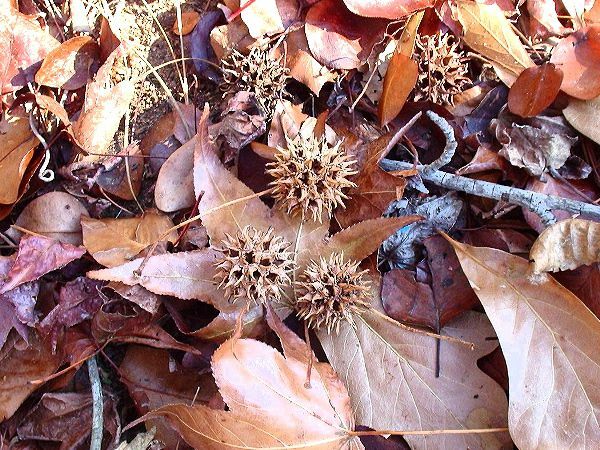 Sweetgum bumbiņas