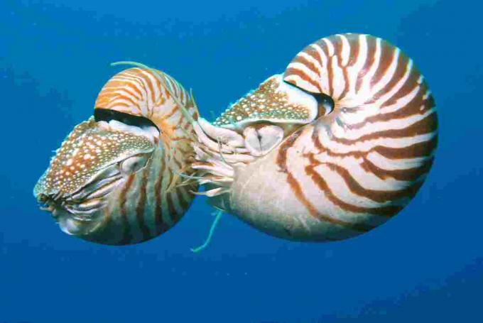 Divas nautiluses