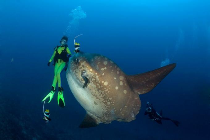Okeāna sunfish un nirējs, Mola Mola, Bali sala, Indo-Pazific, Indonēzija