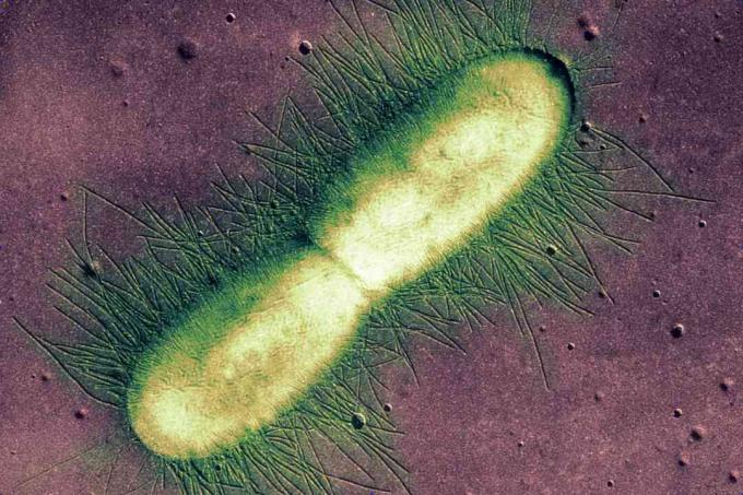 E. coli baktērija