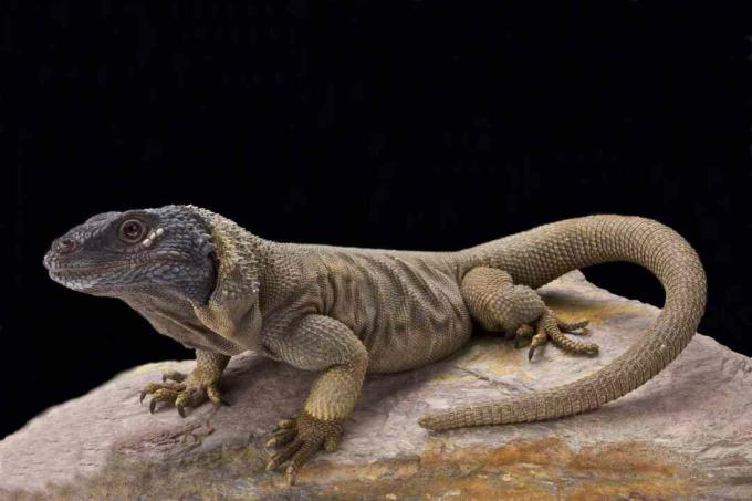 Eņģeļu sala chuckwalla