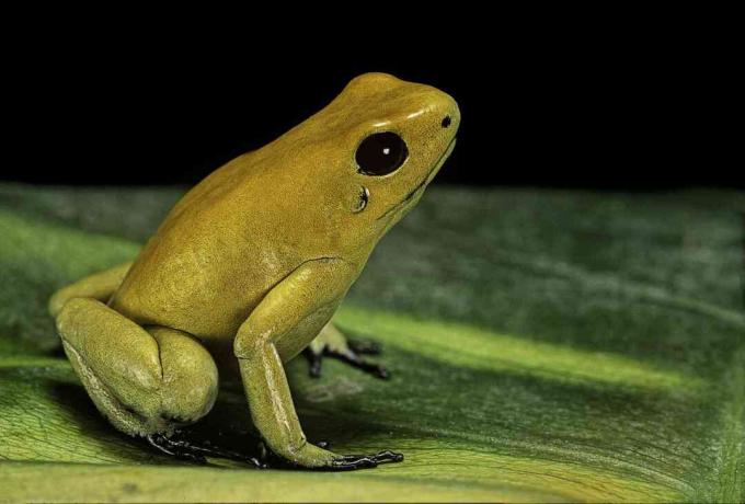 Zelta inde varde (Phyllobates terribilis) ir visindīgākā indes šautriņu varde.