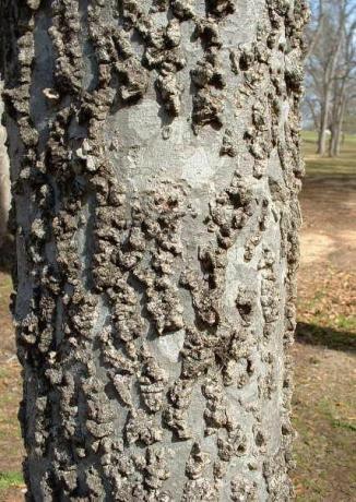 Hackberry Miza