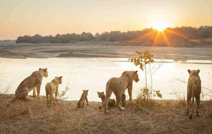 Lionesses, ar, cubs, blakus, upe, uz, saules riets, pa, dienvidu, Luangwa, nacionāls, parks, Zambia