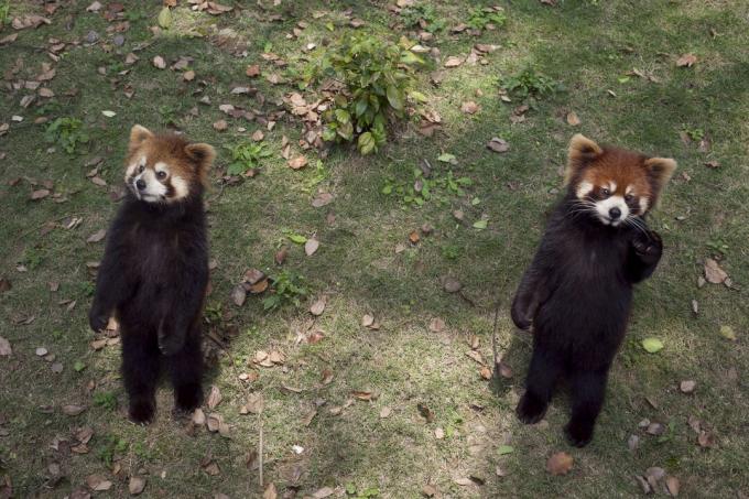 Sarkana panda, kas stāv uz aizmugurējām kājām un pagarina spīles, var izskatīties glīta, taču tā faktiski ir draudoša rīcība.