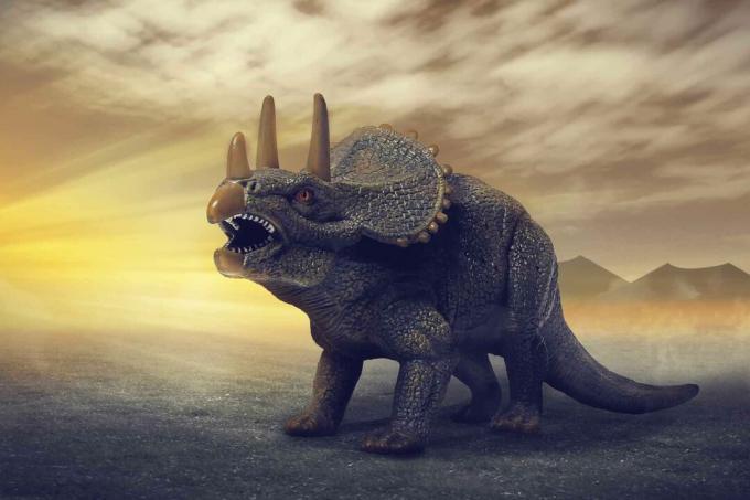 Triceratops dinozaurs.