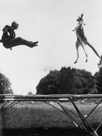 Ķengurs un vīrietis lec uz batuta, melnbalts foto.