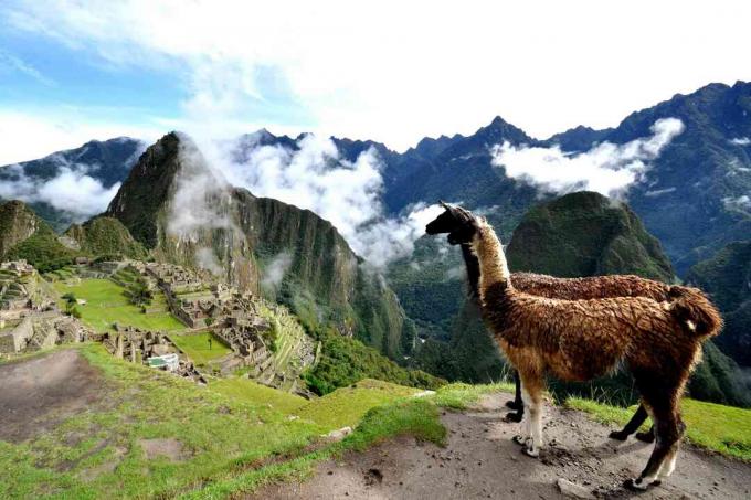 Lamas Peru
