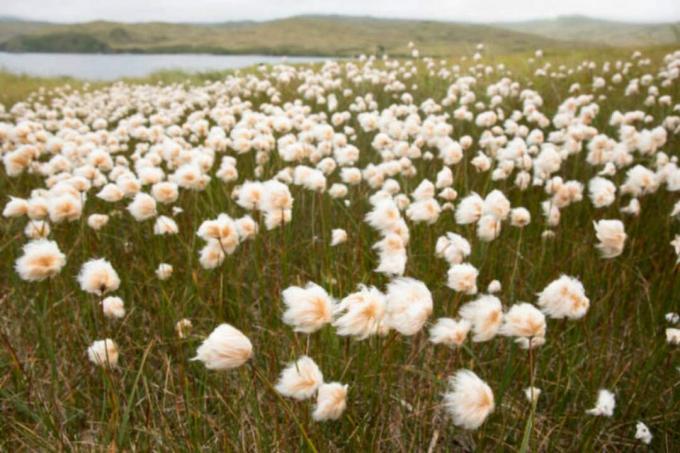 Aļaskas kokvilnas zāle Tundra