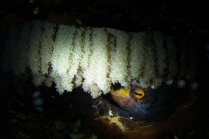 Milzu Klusā okeāna astoņkājis ar savām olām