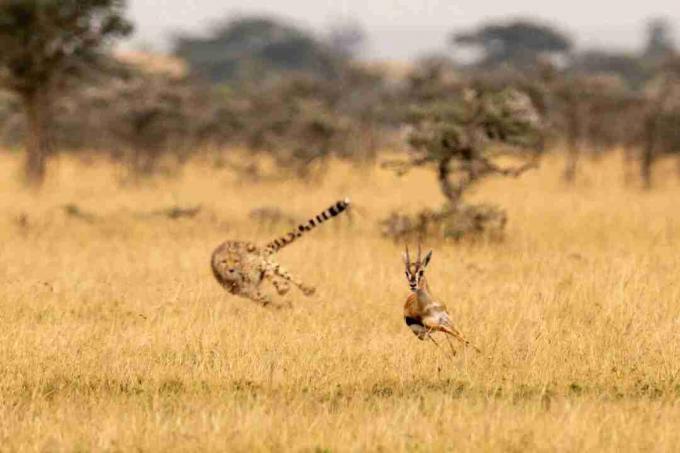 Gepards izmanto savu asti, lai palīdzētu mainīt virzienu, vienlaikus dodot pakaļdzīšanos.