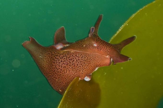 Jūras zaķis, kas barojas ar brūnaļģēm