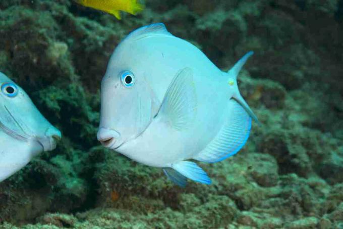 Atlantijas zilā tara (Acanthurus coeruleus)