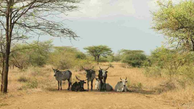 Zebu Awash parkā, Afar, Etiopijā