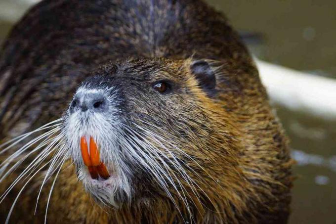 Nutria tuvplāns