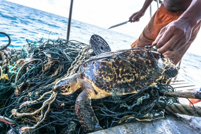 Cilvēks ar nazi izglābj kritiski apdraudēto Hawksbill jūras bruņurupuci juceklis Ghost Net
