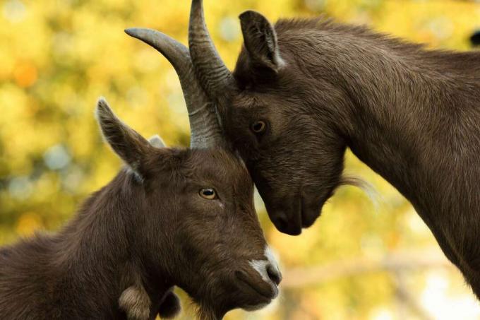 Pygmy Goats Billy un Nanny