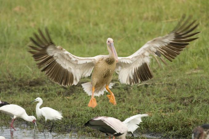 Sārts, backed, Pelicans, (Pelecanus, rufescens), izkāpšana krastā, Okavango, delta, Botswana