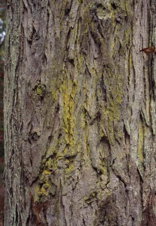 Hellorijas miza: Carya laciniosa