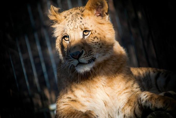 Ligers (Panthera leo Panthera tigris) zoodārzā, Sibīrijā, Krievijā