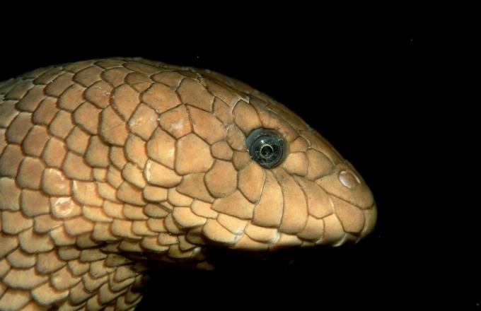 Olīvu jūras čūska, Hydrophiidae, Klusais okeāns, Papua-Jaungvineja