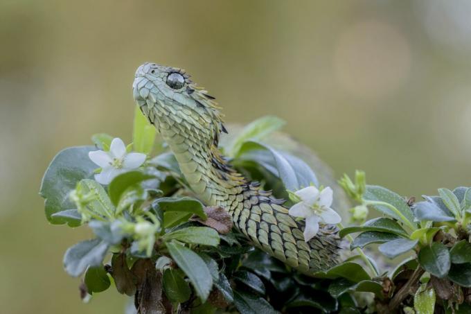 Matains Buša Viper čūska