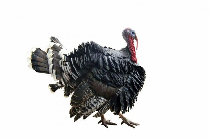 La historia del pavo en Amerikas Savienotās Valstis