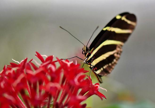 Slēgt, dēļ, tauriņš, sēdēšana, dzeršana uz vietas, la, flower.