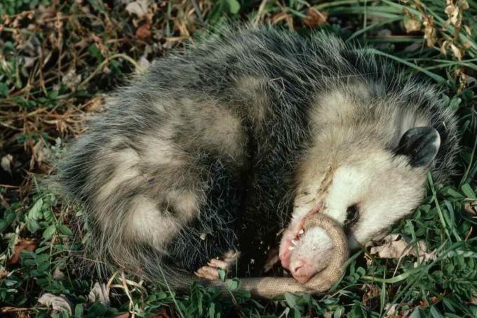 Virdžīnija Opossum spēlē mirušo