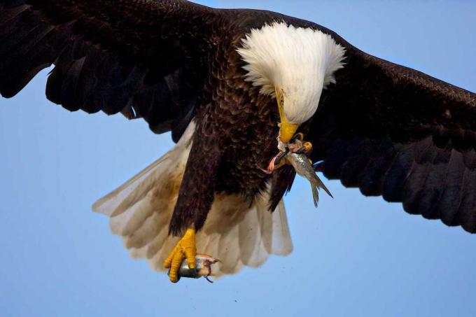 Kails ērglis, (Haliaeetus, leucocephalus), lidojošs, un, ēšana, fish, Homer, Alaska, USA