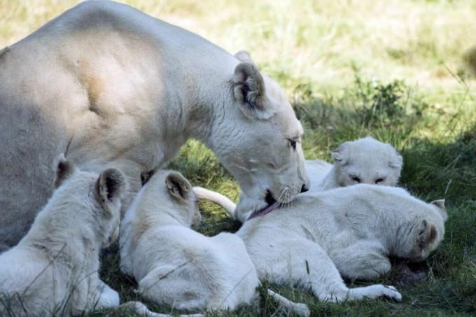 Baltais lauva ar mazuļiem