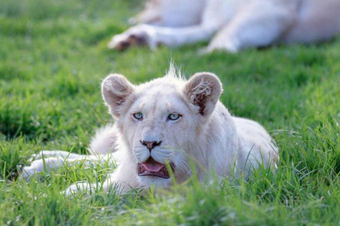 Jaunais baltais lauva