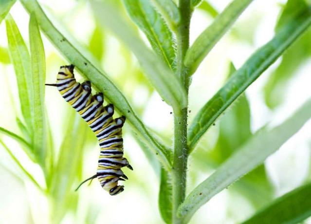 kāpurs, ēdot milkweed