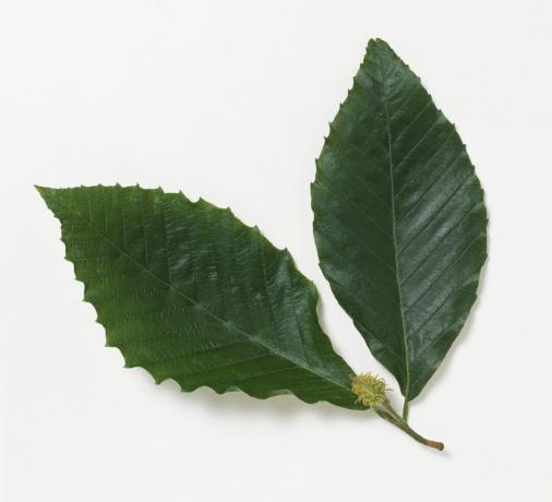 Slēgt, dēļ, Fagus, grandifolia, (American, dižskābardis), leaves, ar, auglis, pretēji, balts, background.