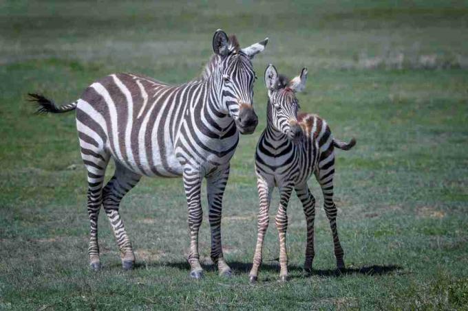 Zebras māte un mazulis Ngorongoro krāterī, Tanzānijā, Austrumāfrikā