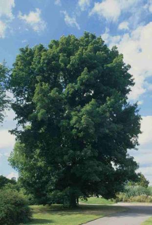 Carya cordiformis (Butternut hickory), zaļlapu koks parkā blakus celiņam