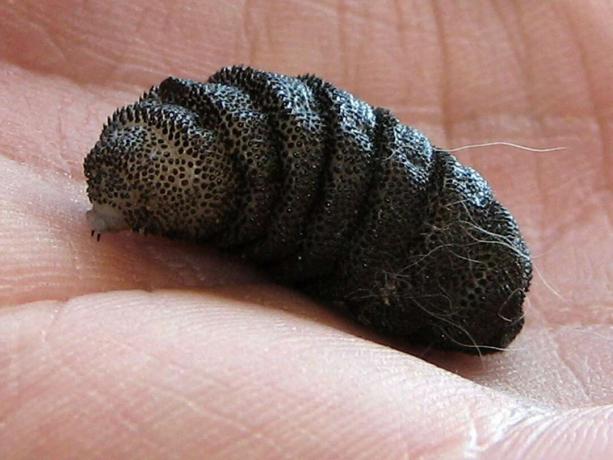 Cuterebra sp. botfly kāpurs