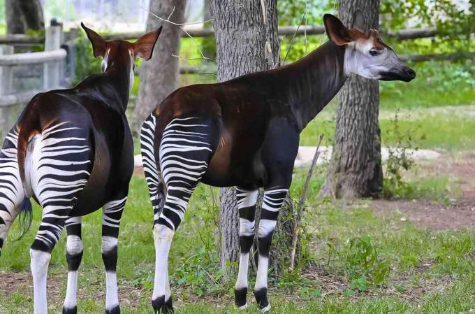 Divnieks, okapis, (Okapia, johnstoni), pa, Oklahoma, pilsēta, Zoo, Oklahoma, pilsēta, Oklahoma, izteikt, USA