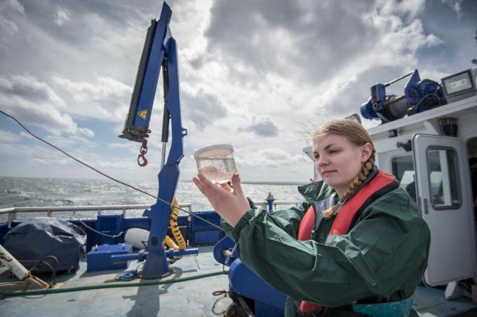Sievietes zinātniece, pārbaudot planktona paraugu uz izpētes kuģa
