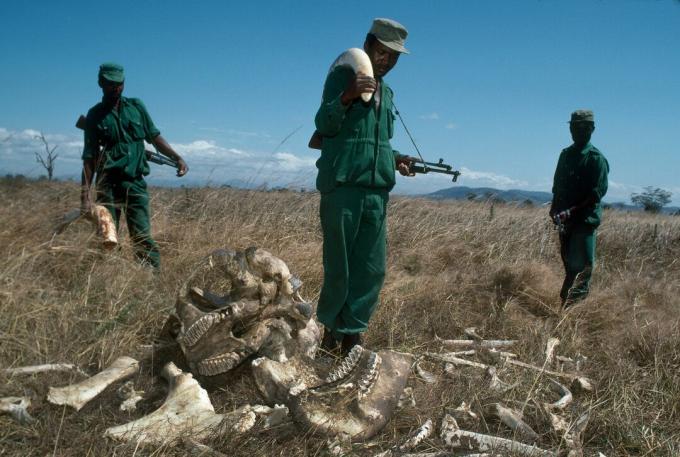 MIKUMI, TANZĀNIJA - 1989. GADA JŪLIJS: Park Rangers, kas nopelna 70 ASV dolārus mēnesī ar konfiscētu ziloņa ziloņkaula ilkni 2700 ASV dolāru vērtībā, Mikumi Nacionālajā parkā, Tanzānijā. Rangers stāv blakus vērša ziloņa paliekām, ko nogalinājuši malumednieki.