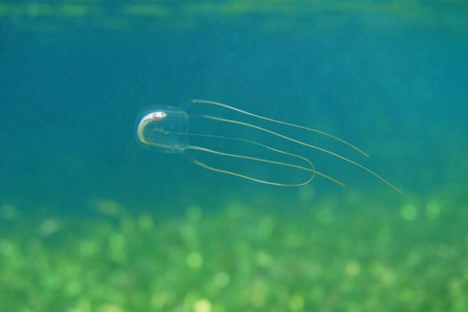 Kārbā medūzas ar beigtām zivīm vēderā