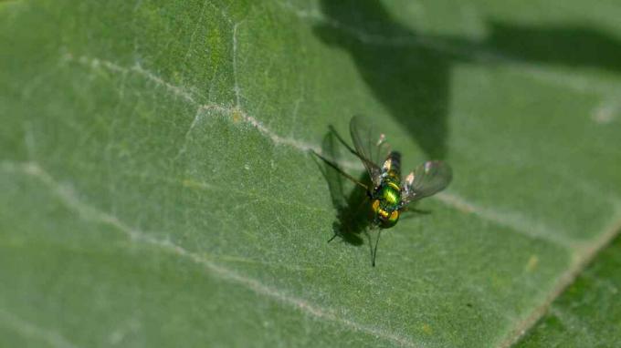 Diptera ordeņa muša sēž uz lapas.