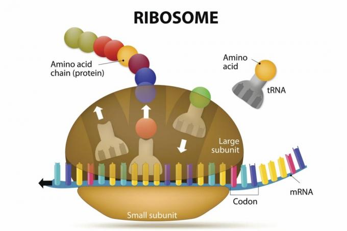 Ribosomu un olbaltumvielu sintēze