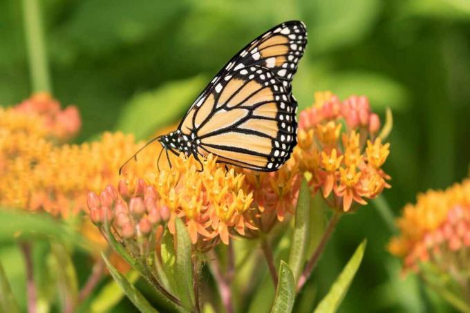 monarhs, ēdot milkweed