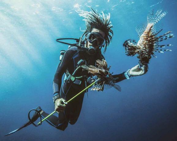 Lai arī skorpiona zivis ir inde, tās ir maigi dzīvnieki. Šis nirējs baro lionfish.