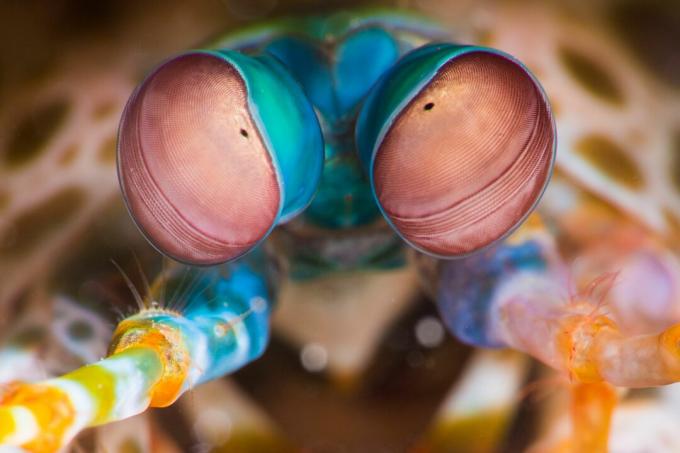 Pāvs Mantis Garneles (Odontodactylus scyllarus) acis