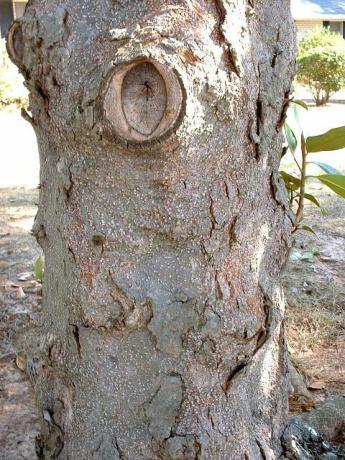 Magnolijas miza