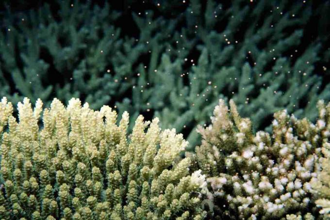 Mēness kontrolēts koraļļu nārsts (Acropora sp.), Skats zemūdens