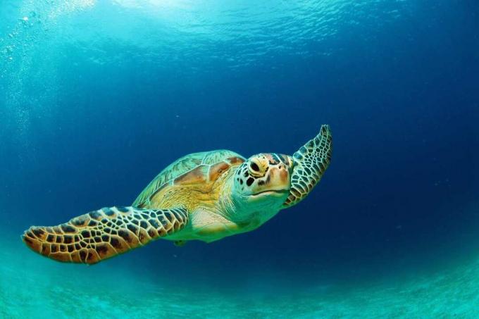 Zaļā jūras bruņurupuča peldēšana