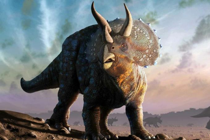 Triceratops dinozaurs.